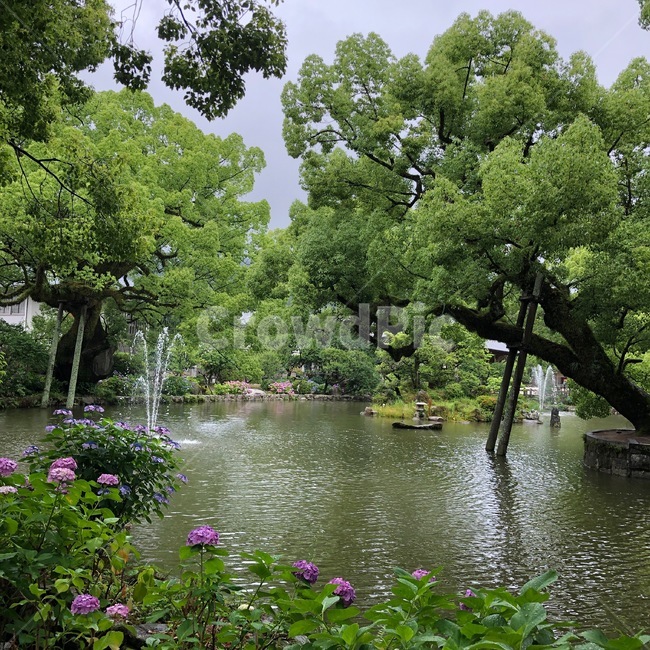 outdoors,옥외,nature,자연,나무