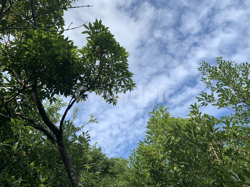 산,하늘,자연,제주,사려니숲길,날씨