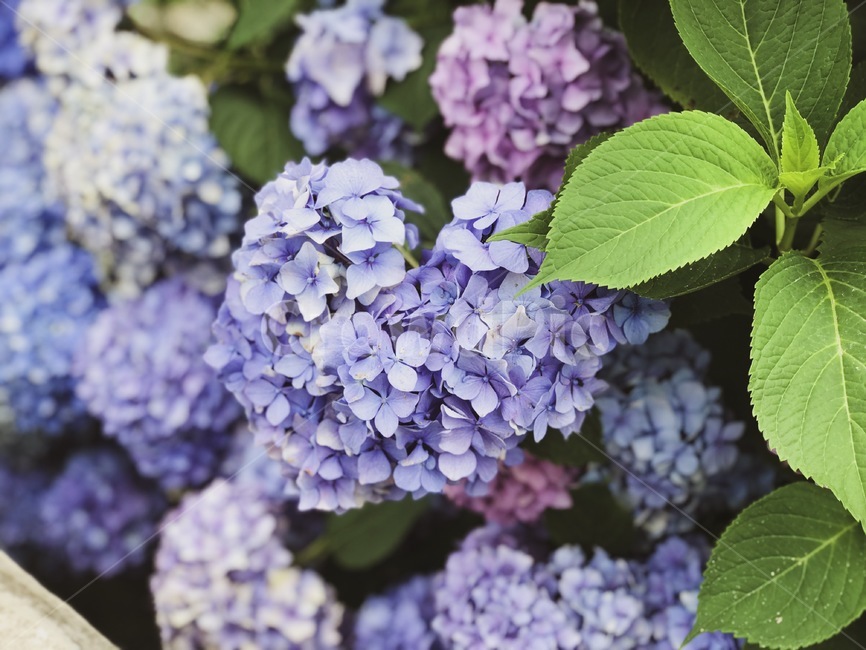 plant,식물,flower,꽃,blossom,수국,하트모양,식물,자연,plants,nature,꽃,flower