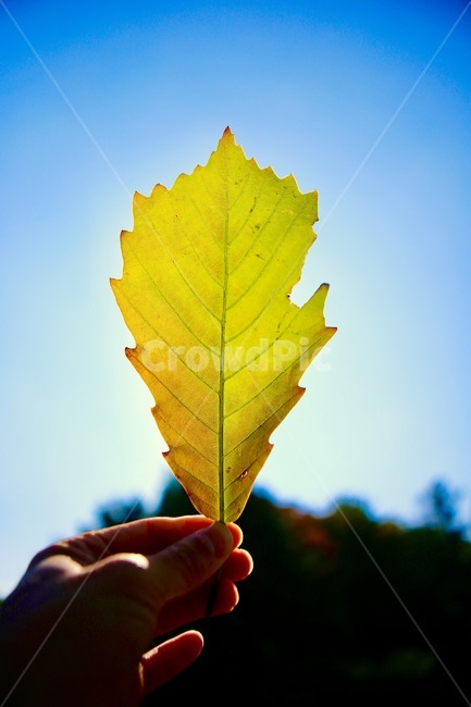 나뭇잎,blue,sky,가을,손,가을,계절,fall,autumn,season,식물,자연,plants,nature,leaf,잎,plant
