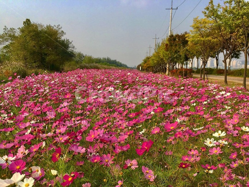 코스모스,꽃밭,꽃,가을,꽃길,가을,계절,fall,autumn,season,자연,풍경,nature,landscape,식물,plants,꽃,flower,geranium,제라늄,blossom,plant,petal,꽃잎