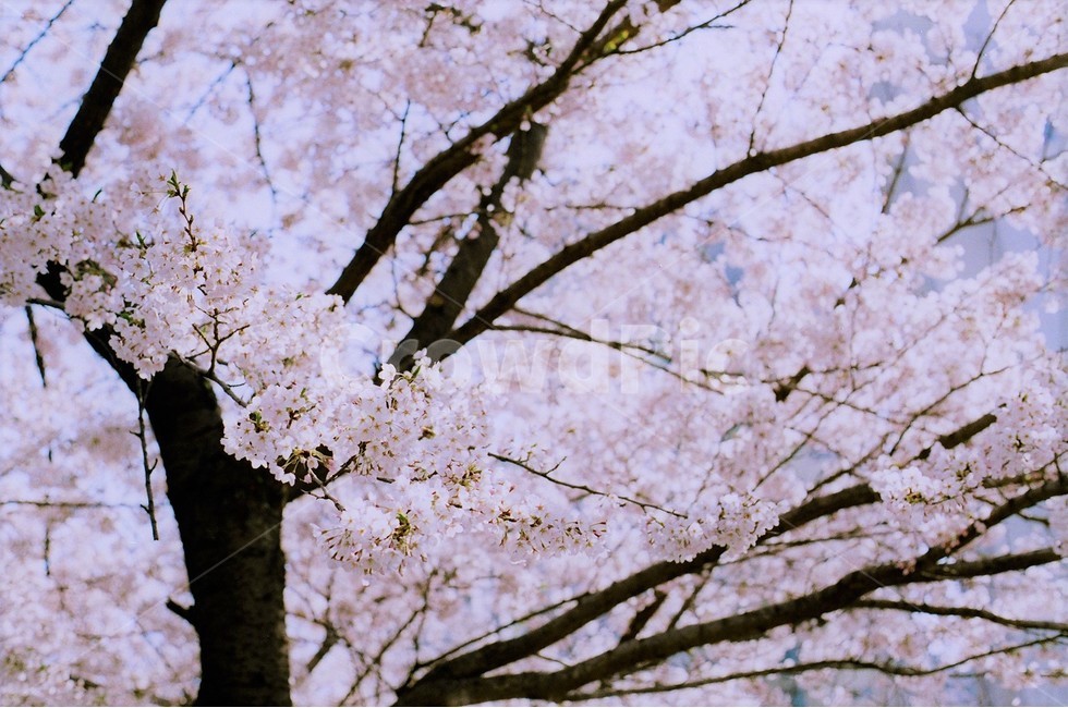 pink,Cherry Blossom,nature,flower tree,srping,film,dreamy,flower road,april,flower,spring,spring flowers,warm,petal,Cherry Blossom Ending,plant,sight,spring day,Emotion,flower viewing