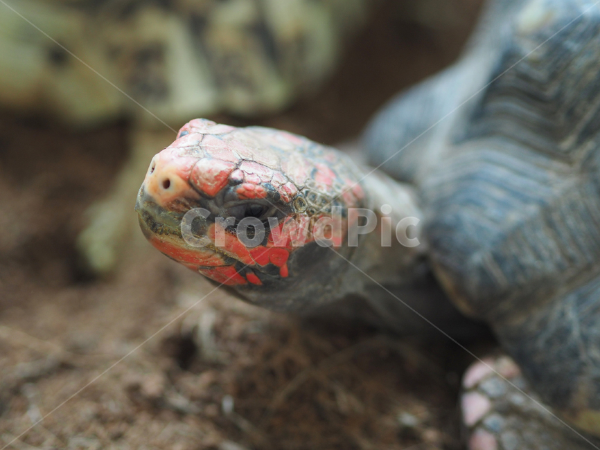 거북,거북이,육지거북,동물,자연,animal,파충류,양서류,동물,animal,파충류,양서류,reptile,amphibian