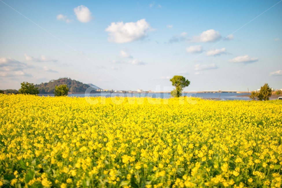 제주,봄,꽃,유채꽃,제주여행,여행,여행사진,사진,스냅,풍경,노랑,yellow,햇살,자연,nature,꽃밭,flower,flowers,하늘,배경,감성,감성사진,노란색,반짝,몽환,환상적인,밝은,반짝이는,바다,오름,산,봄,계절,spring,season,자연,풍경,nature,landscape,한국자연풍경,한국자연경관,korea nature landscape,제주도,jeju,jeju island,grassland,목초지,outdoors,옥외,field,들