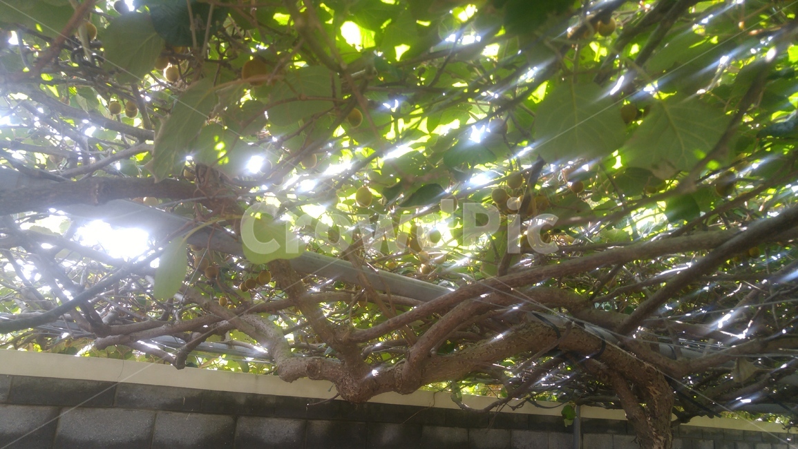 참다래,키위,과일,가을,계절,제주도키위,식물,자연,한국키위,나무,열매,kiwi,tree,fall,fruit,식물,자연,plants,nature