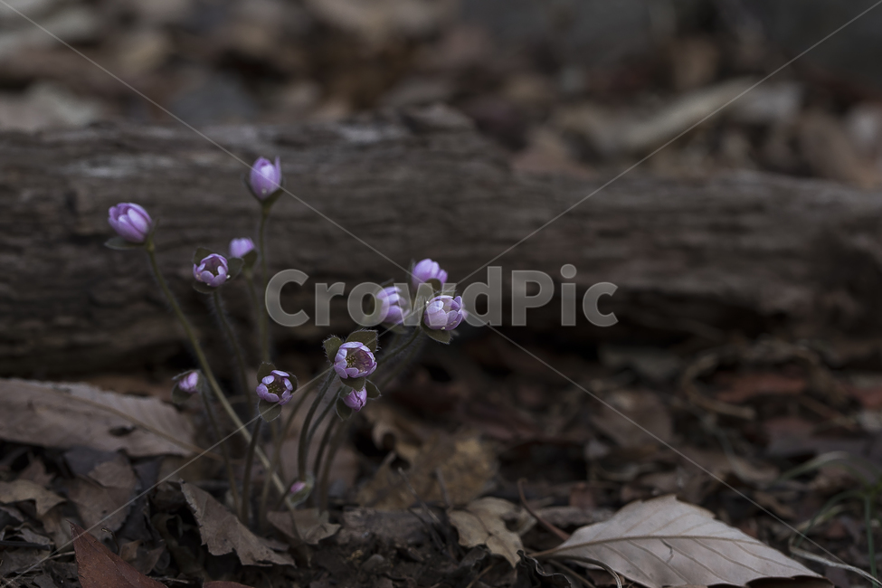 노루귀,Hepatica,신뢰,자신감,인내,confidence,수리산,구봉산,화야산,봄꽃,식물,자연,plants,nature,꽃,flower