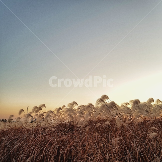 상암하늘공원,하늘공원,노을,억새,silvergrass,가을하늘,sunset,eveningglow
