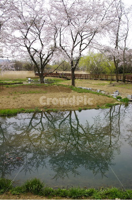 봄,벚꽃나무,연못,반영,나무,꽃,풍경,봄,계절,spring,season,nature,자연,water,물,outdoors,옥외,land,땅