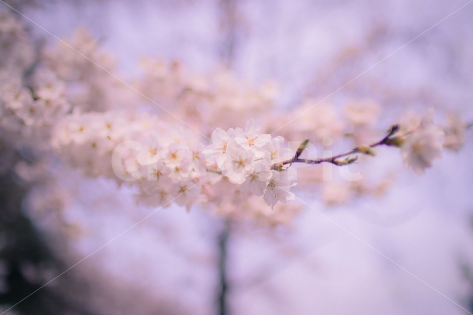 꽃,벚꽃,봄,감성,감성사진,핑크,분홍,봄,계절,spring,season,식물,자연,plants,nature,꽃,flower,감성,sensible,feeling,색깔,색상,색채,색감,color sense,color sensitivity,feeling of color,plant,blossom