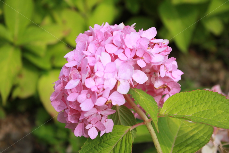 산수국,꽃,들판,길거리,분홍,들꽃,잡초,나팔꽃,흔한꽃,blossom,geranium,hydrangeaserrata,식물,plant,flower,나뭇잎