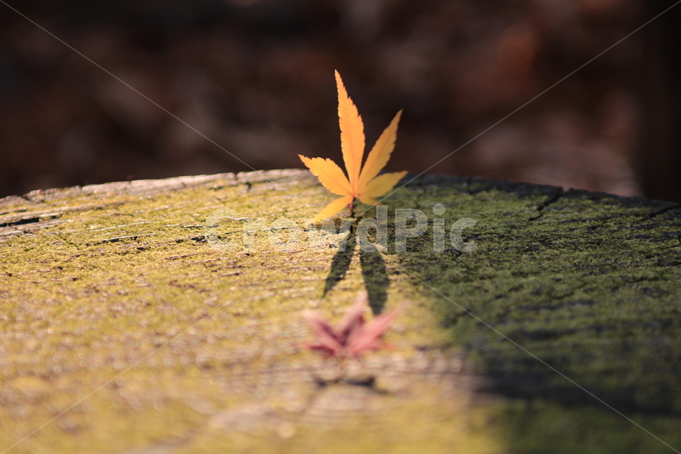낙엽,그루터기,풍경,단풍,가을,나무,가을,계절,fall,autumn,season,식물,자연,plants,nature,감성,sensible,feeling,plant,leaf,잎,tree