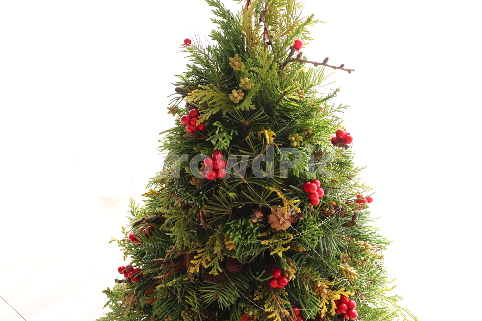 크리스마스,plant,식물,ornament,장식,tree,나무,christmastree,크리스마스트리,christmas,겨울,계절,winter,season,기념일,축하,anniversary,congratulation,celebrate,celebration,메리크리스마스,성탄절,merry christmas