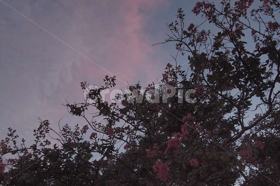 하늘,노을,구름,꽃,나무,자연,풍경,분홍구름,감성,자연,풍경,nature,landscape,tree,plant,식물