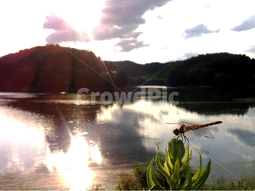 잠자리,강,구름,하늘,산,물,water,풀,빛,그림자,투영,그늘,dragon,fly,cloud,sky,river,식물,자연,plants,nature,동물,animal,곤충,벌레,insect,bug