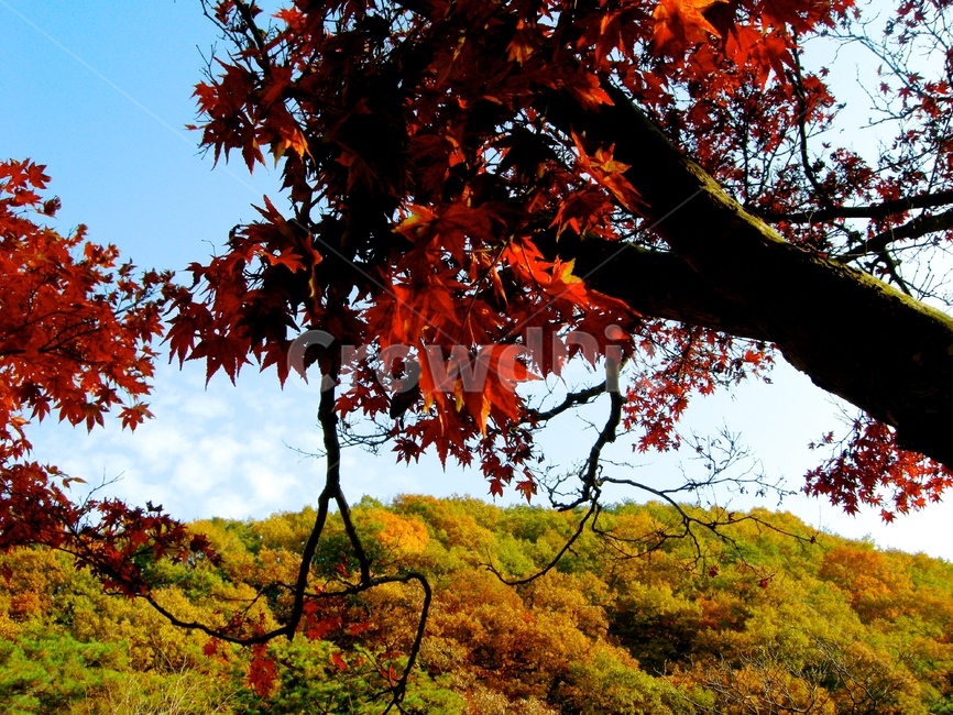 식물,잎,단풍,나무,maple,가을,가을,계절,fall,autumn,season,leaf,plant,tree