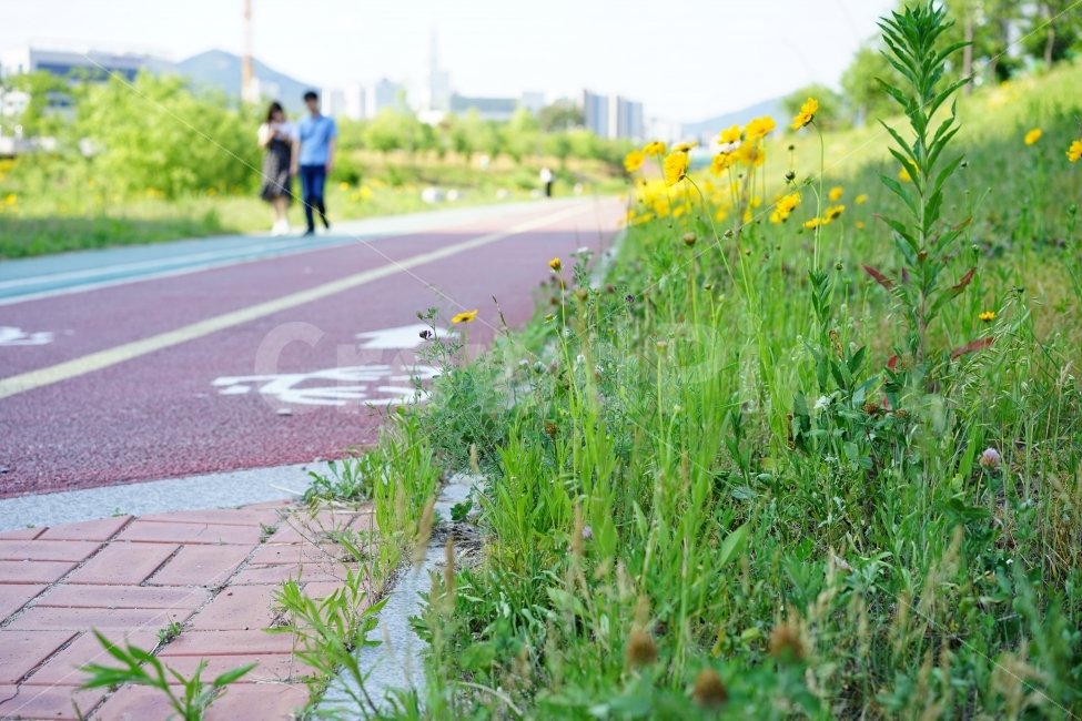 연인,커플,산책,꽃,걷기,사랑,애정,느낌,감성,인연,설렘,풀,거리,길,길가,데이트,대화,사람,인물,인간,human,person,연인,커플,사랑,lover,couple