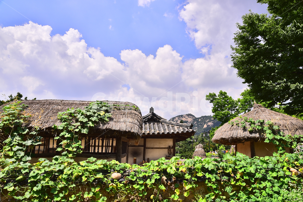 한국전통,초가집,담장,호박덩굴,traditional,korean,house,background,하늘,구름,청명함,건축물,패턴,배경,맑은날,백그라운드,바탕