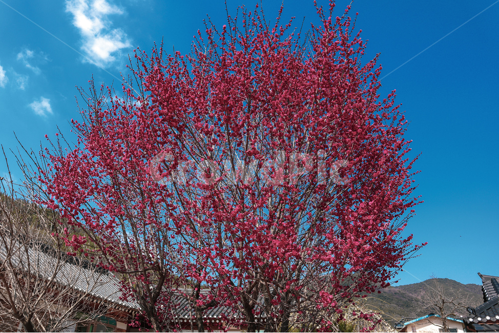봄,spring,매화,홍매화,매화꽃,매화나무,plum,blossom,빨간꽃,red,flower,핑크,pink