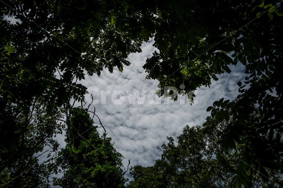자연,하늘,산,나무,일상,경치,감상,자연,풍경,nature,landscape,weather,날씨,outdoors,옥외,cumulus,적운,cloud,구름,sky
