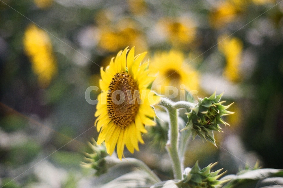 꽃,해바라기,sunflower,필름카메라,flower,식물,자연,plants,nature,꽃,flower