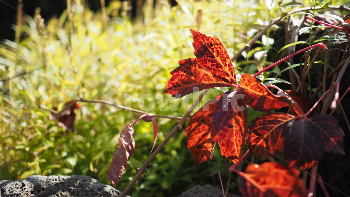 식물,잎,단풍,가을,덩쿨,leaf,plant,autumn,vine,가을,계절,fall,autumn,season,tree,나무
