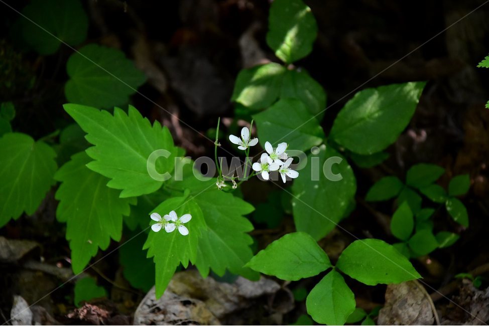 는쟁이냉이,야생화,꽃,식물,자연,생태,플라워,flower,plants,nature,식물,자연,plants,nature,꽃,flower