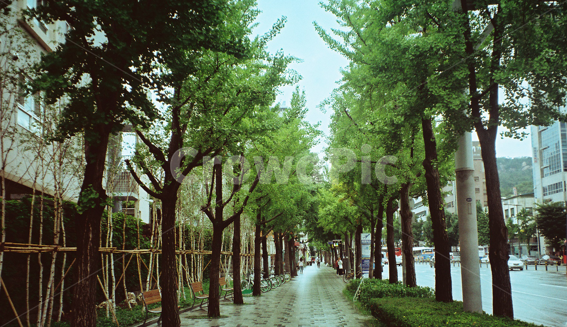 outdoors,나무,정원,식물,tree