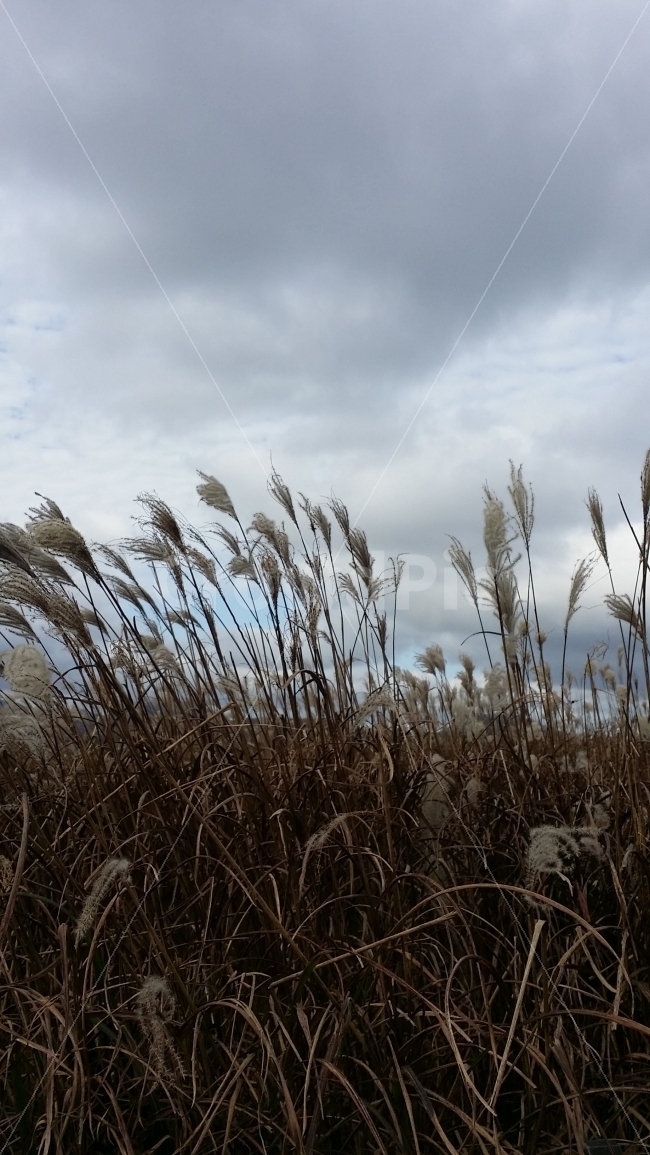 갈대,제주,바람,하늘,구름,흔들림,자연,풍경,nature,landscape,가을,계절,fall,autumn,season,plant,식물,grass,잔디,lawn,reed