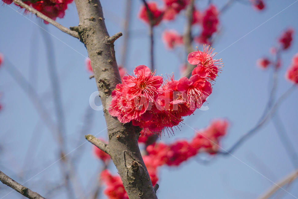 홍매화,매화꽃,봄꽃,꽃,매실나무,매실꽃,봄,계절,spring,season,식물,자연,plants,nature,꽃,flower,plant