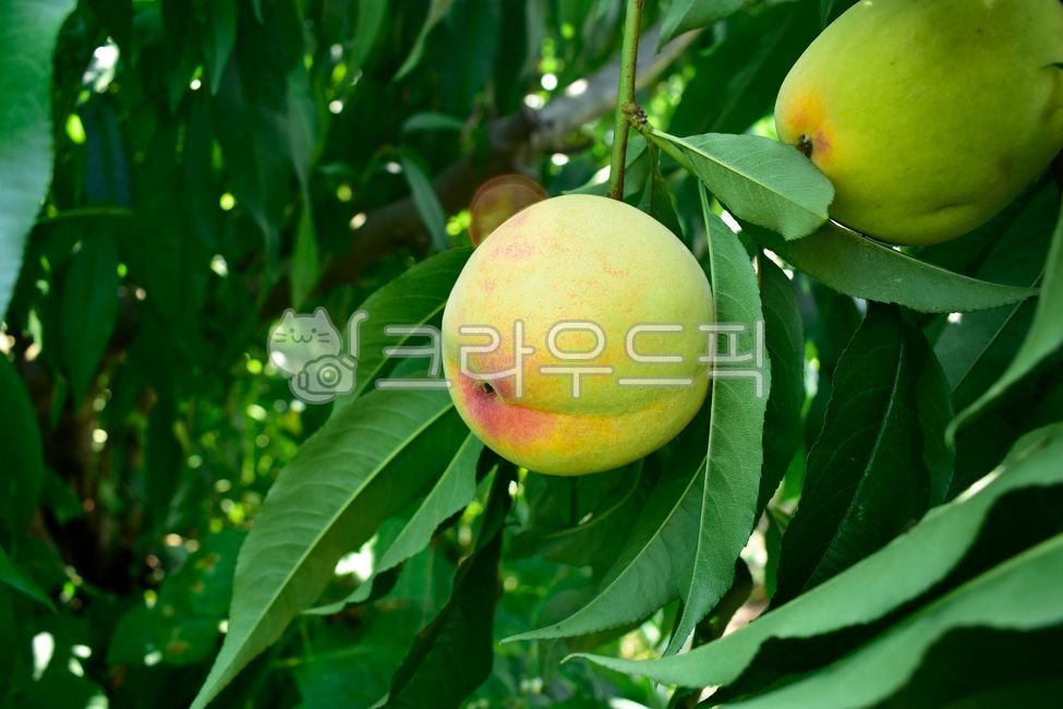 복숭아,익어가는,복숭아나무,과수원,복숭아잎,plant,식물,fruit,과일