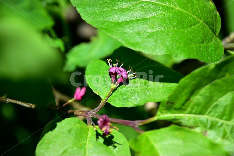 홍괴불나무,야생화,꽃,식물,자연,생태,플라워,flower,plants,nature,식물,자연,plants,nature,꽃,flower