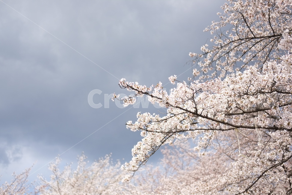 봄,벚꽃,꽃,안산,안산둘레길,서대문구,나무,cherry,cherryblossom,산책,flower,sky,pink,분홍,분홍색,만개,blossom,구름,하늘,nature,자연,봄,계절,spring,season,식물,자연,plants,nature,꽃,flower,plant
