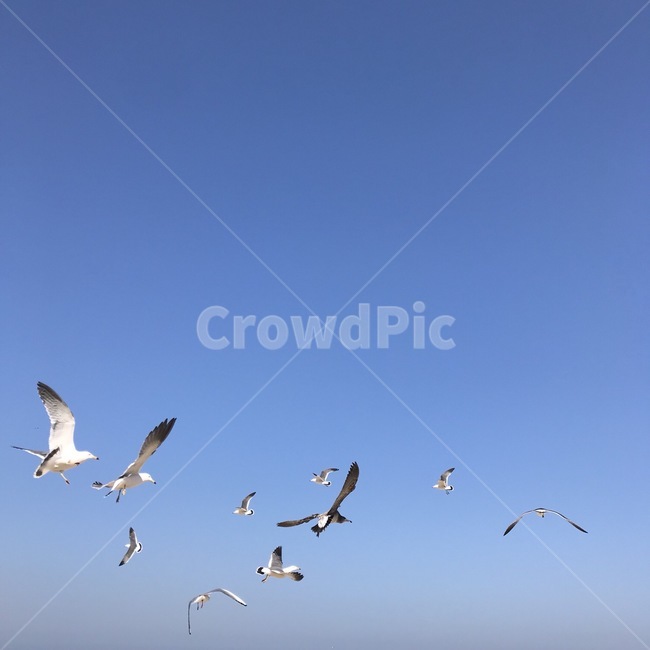 flying,나는,animal,동물,bird,새,갈매기,바다,하늘,자연,동물,animal,조류,새,birds