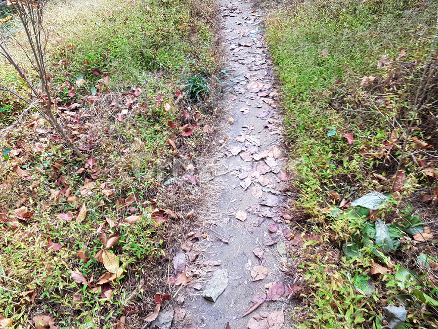 산책길,공원길,둘레길,길,산책,자연,풍경,nature,landscape,ground,바닥,path,통로