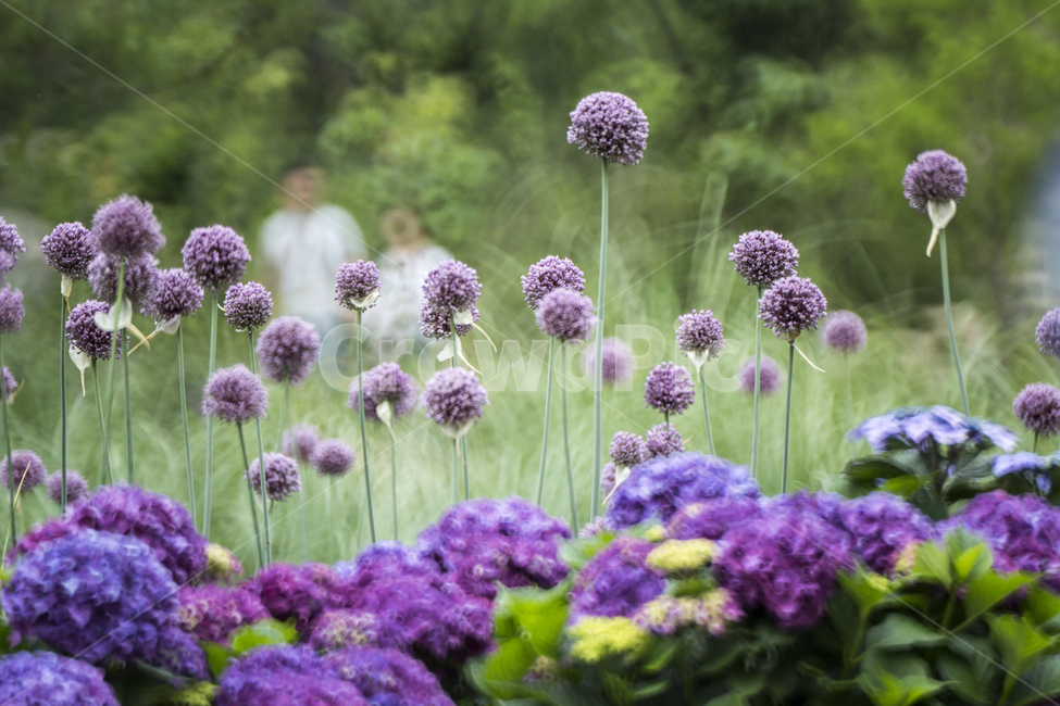꽃,코끼리바늘꽃,부추,flower,봄,식물,자연,plants,nature,꽃,flower