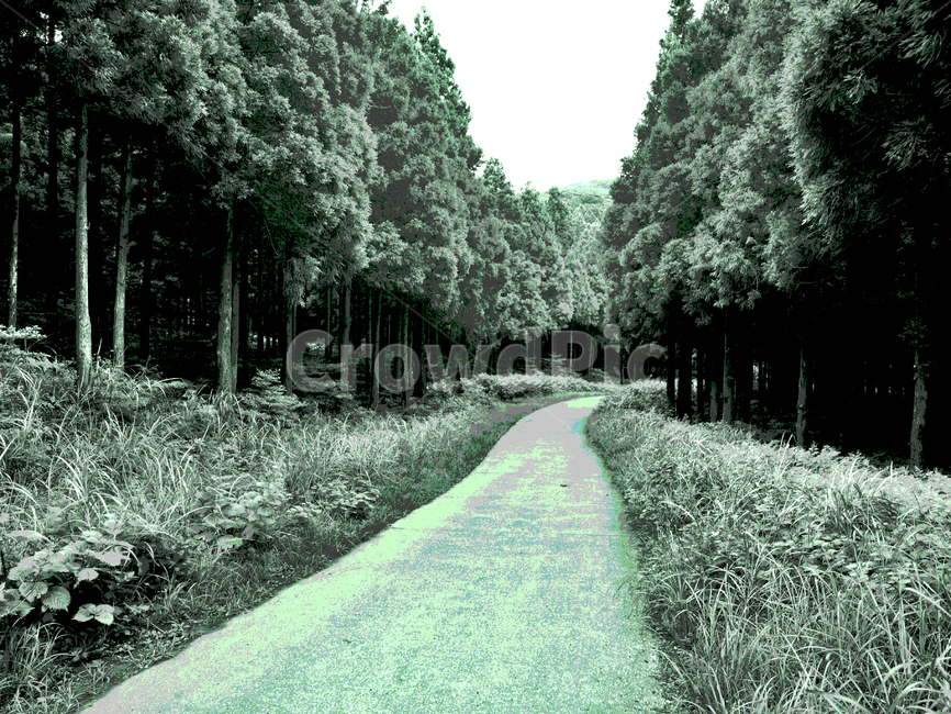 길,나무,숲,사려니숲길,제주,자연,풍경,숲길,모노톤,자연,풍경,nature,landscape,tree,plant,식물,fir,전나무