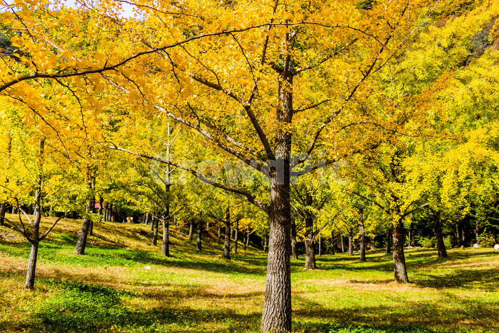 홍천은행나무숲,은행나무숲,은행나무,가을,노란은행나무,가을,계절,fall,autumn,season,tree,나무,plant,식물,tree trunk,나무 줄기