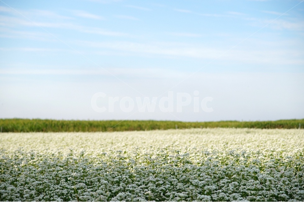 자연,밭,제주,제주도,꽃,자연,풍경,nature,landscape,field,들