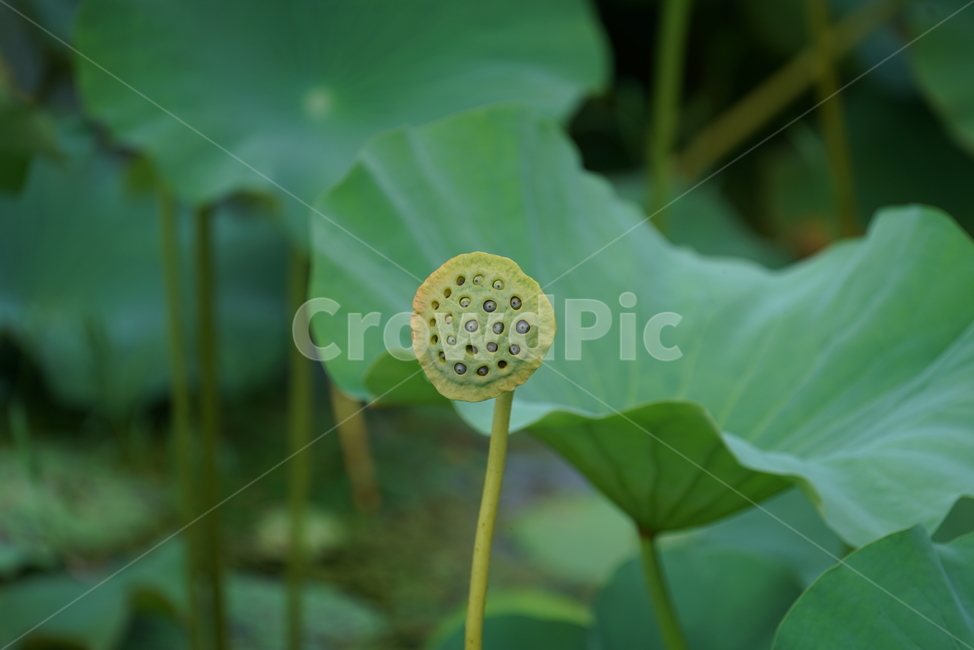 연밥,열매,연꽃의열매,lotusseed,plant,식물,leaf,잎,green,녹색,연자육,연꽃씨,식물,자연,plants,nature