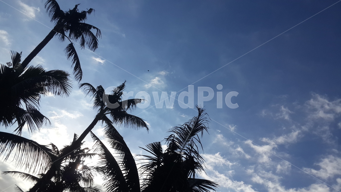 인도네시아,발리,bluesky,파란하늘,하늘,indonesia,bali,야자수,palmtree,실루엣,silhouette,식물,자연,plants,nature,나무,trees,wood