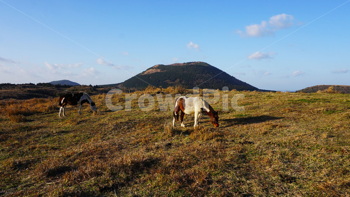 제주도,제주,말,초원,용눈이오름,오름,자연,풍경,동물,jeju,horse,grassland,hill,nature,landscape,animal,동물,animal,포유류,mammal