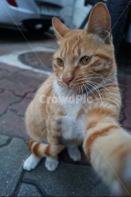 고양이,냥이,길고양이,길냥이,치즈테비,냥이셀카,cat,동물,animal,포유류,mammal,고양이,cat,kitten,kitty