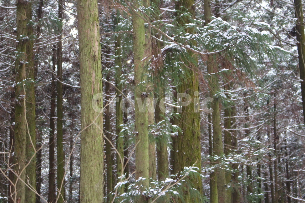 겨울,숲,눈,눈쌓인나무,초록,흰색,겨울,계절,winter,season,자연,풍경,nature,landscape,tree,나무,plant,식물