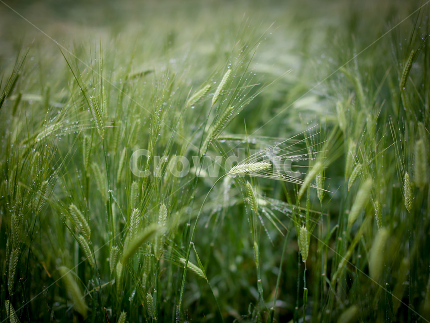보리밭,청보리,자연,식물,초록보리,식물,자연,plants,nature