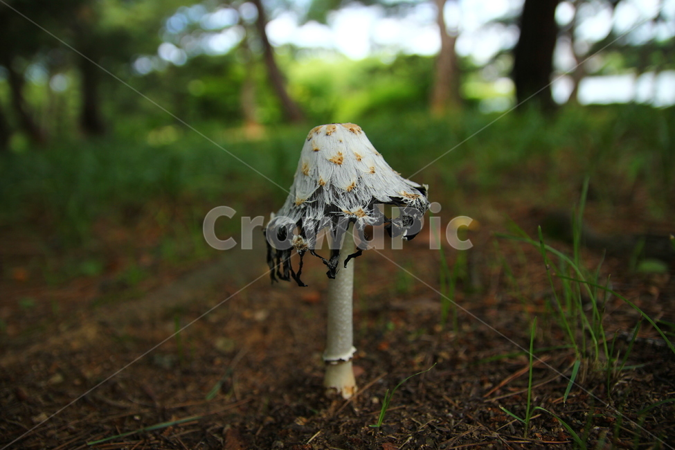 버섯,신기,이름모름,자연,자연물,버섯,mushroom