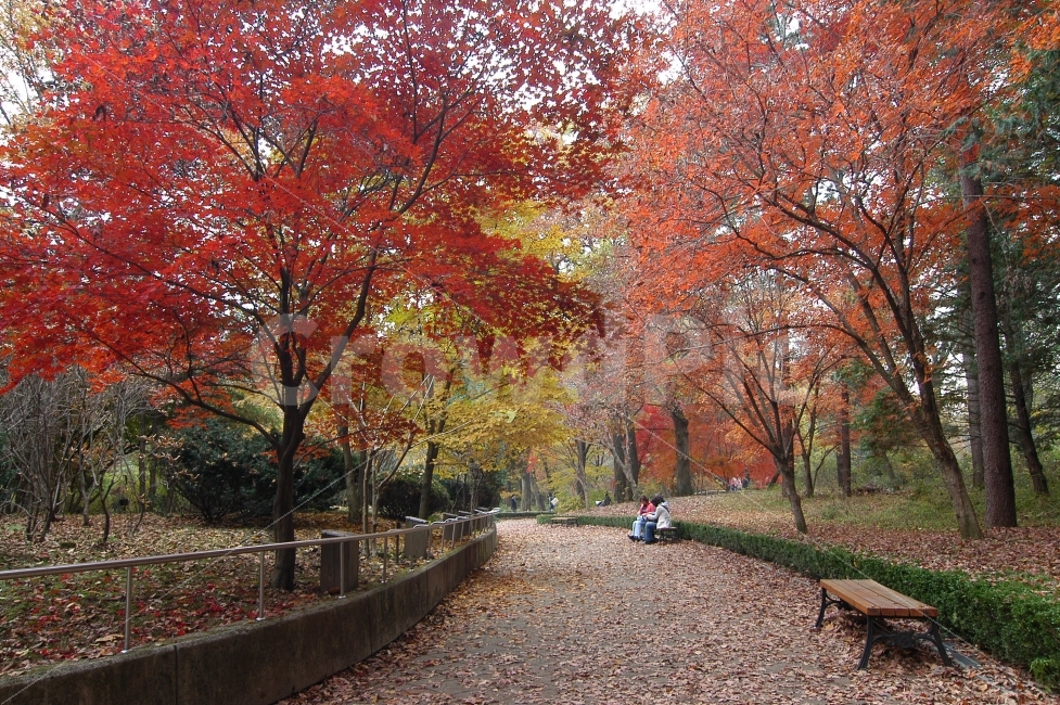 가을,단풍,낙엽,공원,길,숲,의자,벤치,휴식,나들이,휴일,산책로,산책,풍경,가을풍경,자연,풍경,nature,landscape,가을,계절,fall,autumn,season,bench,tree,나무,plant,식물,maple,leaf,잎,furniture,가구