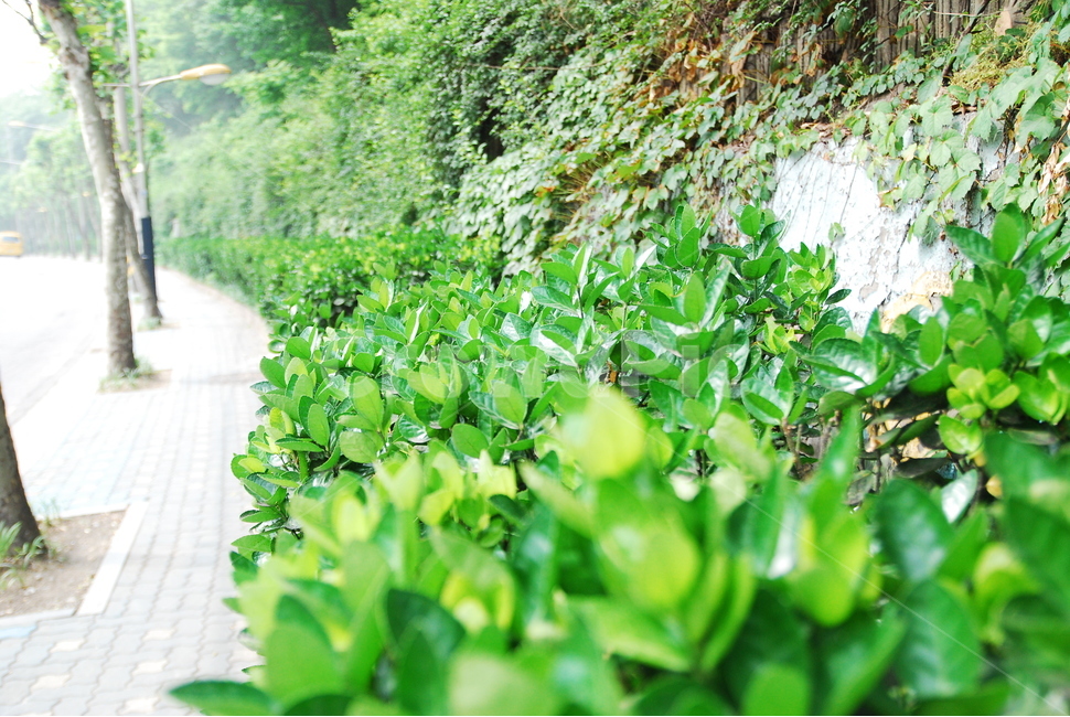 가로수,green,나무,들꽃,화단,식물,자연,plants,nature