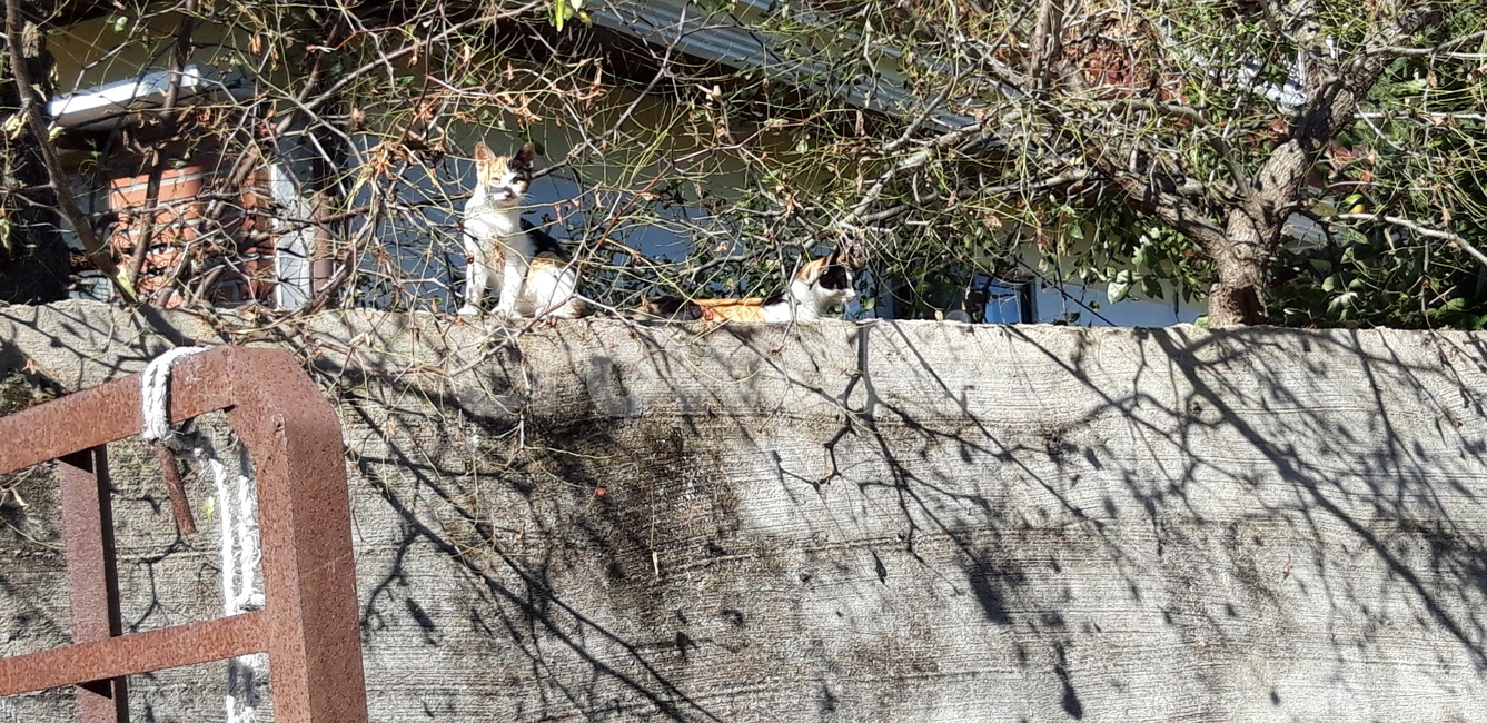 고양이,담벼락,앉아있는,귀여운,사랑