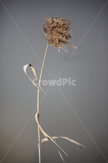 plant,식물,갈대,reed,commonreed
