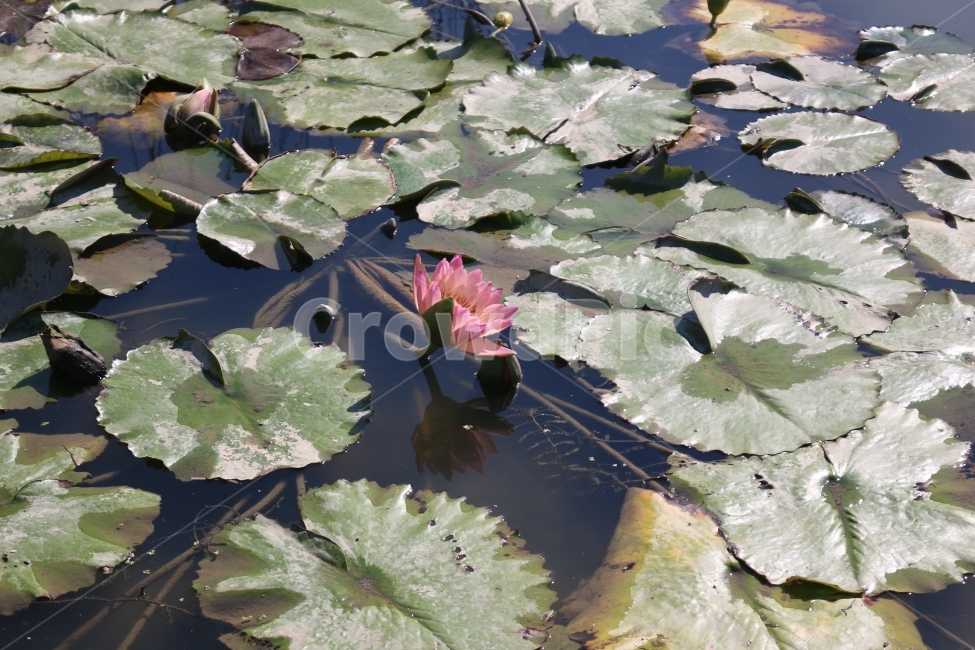 연못,연잎,녹색,꽃,붉은색,식물,자연,plants,nature,꽃,flower